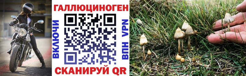 хочу   Сасово  Псилоцибиновые грибы GOLDEN TEACHER 